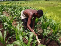 Togo: Faure Gnassingbé announces agricultural processing agency