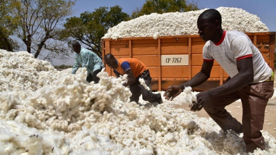 Togo : les recettes d’exportations du coton estimées à 63 milliards FCFA en 2019