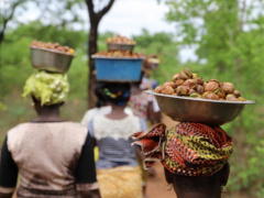 Shea: AfDB and GSA support female collectors in Togo and Burkina with $1.4 million