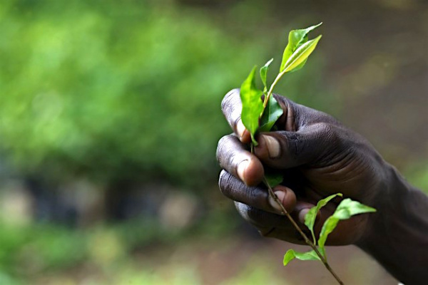 Au Togo, l’Office de Développement et d’Exploitation des Forêts a produit 500 000 jeunes plants et acquis 3 millions de tecks entre 2013 et 2016