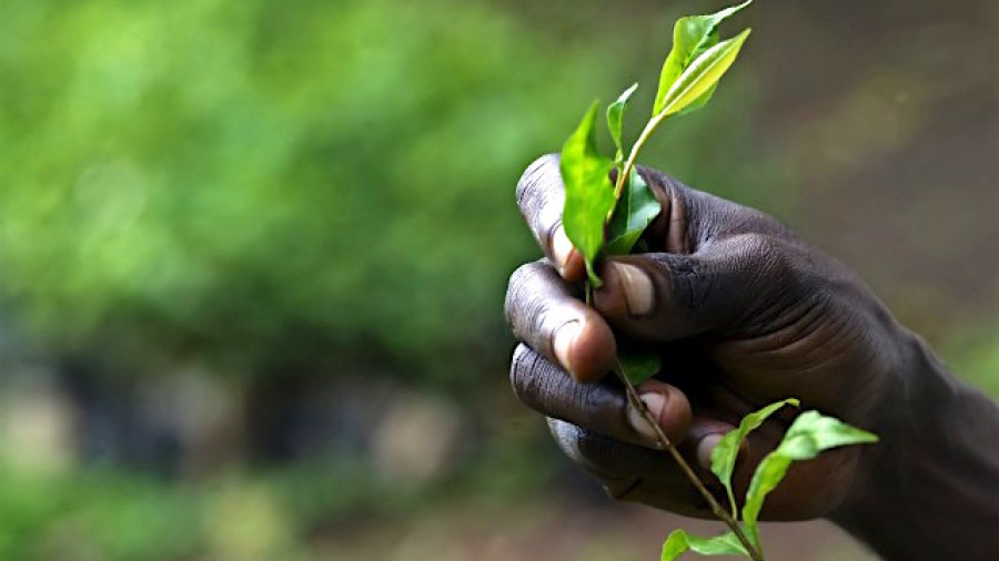 Au Togo, l’Office de Développement et d’Exploitation des Forêts a produit 500 000 jeunes plants et acquis 3 millions de tecks entre 2013 et 2016