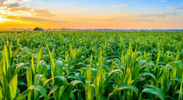 Agriculture : le Togo obtient 36 milliards FCFA de la Banque Islamique de Développement 