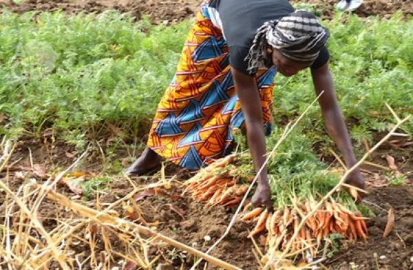 Togo : gouvernement et producteurs à l’heure du bilan de la campagne agricole 2024