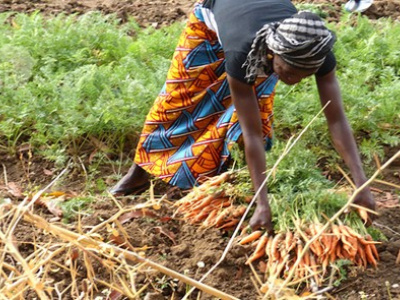 togo-gouvernement-et-producteurs-a-l-heure-du-bilan-de-la-campagne-agricole-2024