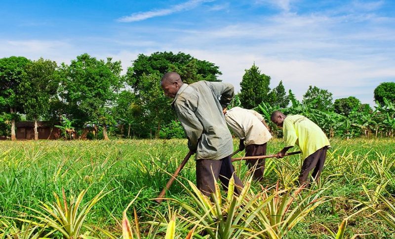 La stratégie de la coordination des agropoles pour se rapprocher des communautés riveraines