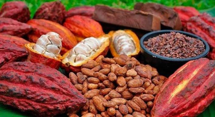 Ouverture de la campagne d’enregistrement des acteurs de la filière café-cacao