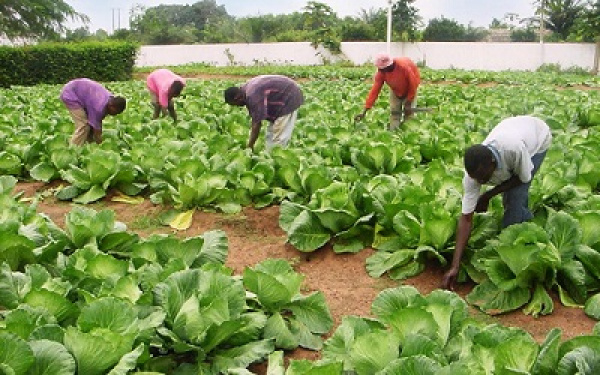 Appel à projets pour des bourses dans le cadre d&#039;un programme d’incubation en entrepreneuriat agricole