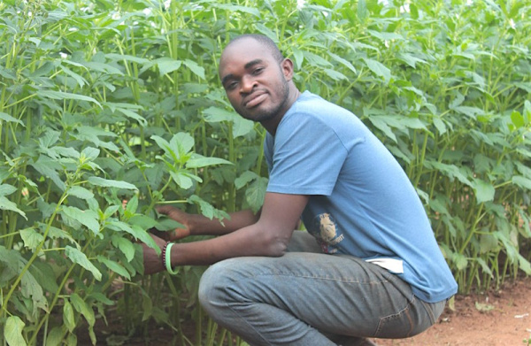 Togo : le gouvernement appuie 400 jeunes primo-entrepreneurs agricoles à travers le PAIEJ-SP