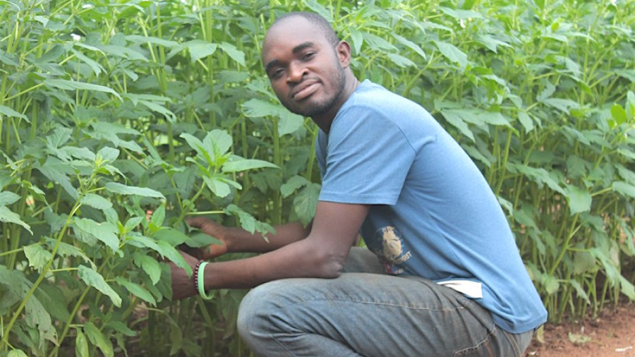 Togo : le gouvernement appuie 400 jeunes primo-entrepreneurs agricoles à travers le PAIEJ-SP