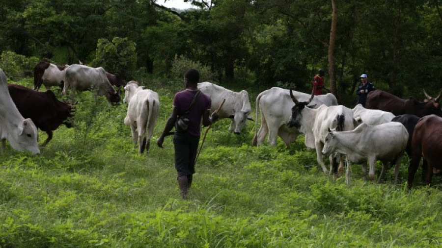 Projet Régional de Dialogue et d’Investissement sur le Pastoralisme : les acquis du Togo