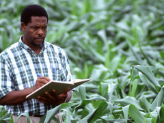 Covid-19: Lomé launches agricultural response plan to help farmers cope amidst the pandemic