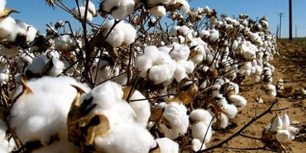 Coton : une production record de près de 16 000 tonnes dans la Région des Plateaux-sud