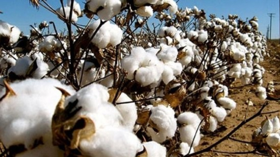 Coton : une production record de près de 16 000 tonnes dans la Région des Plateaux-sud