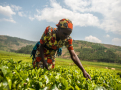 Togo: Economy Expected to Grow 6.6% in 2024