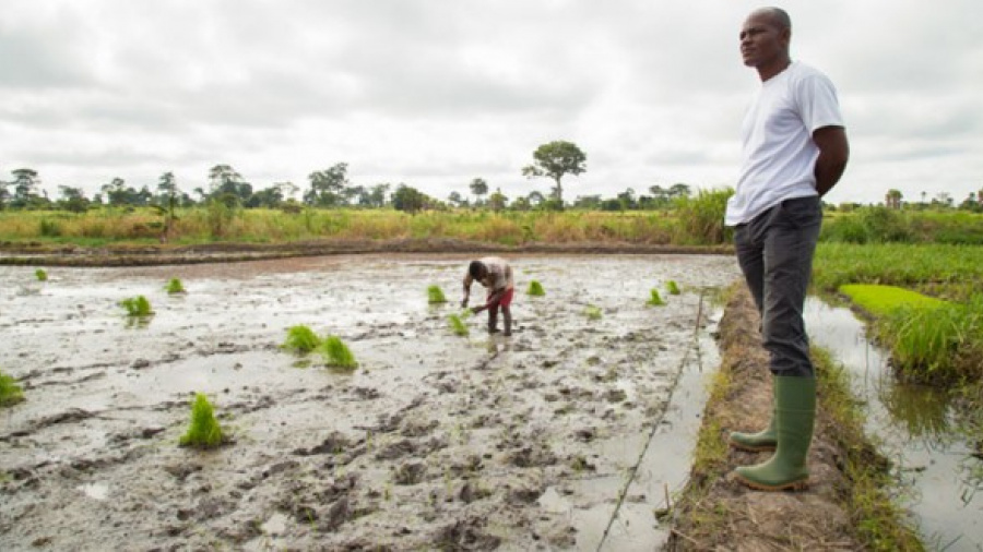 Togo : 700 agents recenseurs déployés sur le terrain pour enregistrer les acteurs des chaînes de valeur agricoles