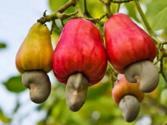 Togo exported 388t of cashew nuts to the EU by end September 2019, up 189% y/y