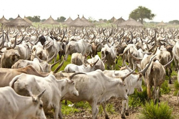 In Togo, Plateaux municipalities earn more than CFA650 mln from transhumance