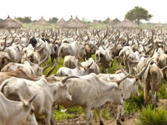 In Togo, Plateaux municipalities earn more than CFA650 mln from transhumance