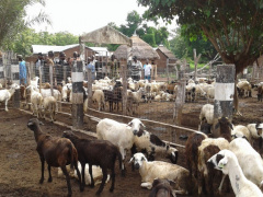 Togo: Livestock production was up last year