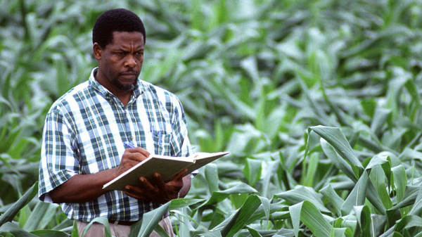 Togo : vers des brigades agricoles, pour lutter contre la chenille légionnaire d’automne