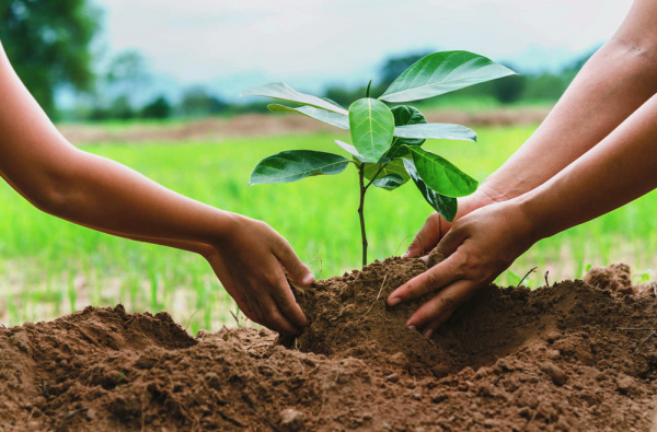 Togo to launch annual reforestation campaign on June 1