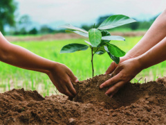 Togo to launch annual reforestation campaign on June 1