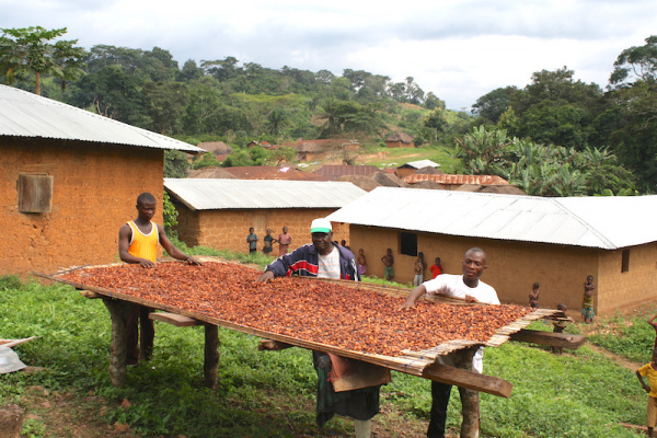 Au Togo, la filière café-cacao enregistre de bons résultats et table sur une tendance haussière