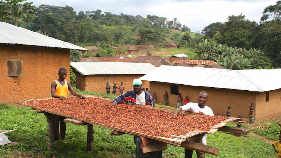 Au Togo, la filière café-cacao enregistre de bons résultats et table sur une tendance haussière