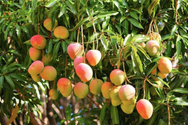 West Africa’s mango exporters to soon be hit by new sanitary directive regulating exports to EU  