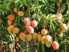 West Africa’s mango exporters to soon be hit by new sanitary directive regulating exports to EU  