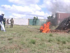 Togo: More than 2,000 firearms destroyed on the international day of peace