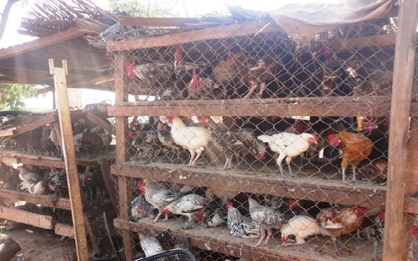 Au Togo, bond de la vente des poulets locaux