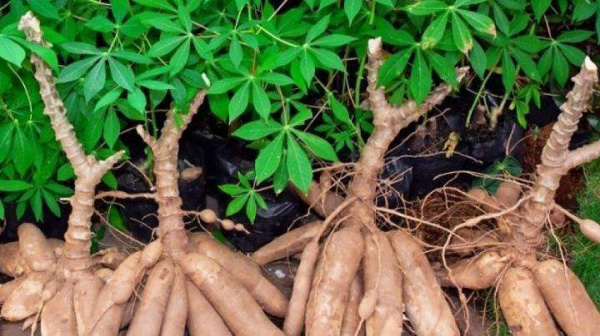 Togo : Beau temps pour le manioc