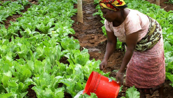 La préfecture de Kpélé accueille la phase pilote de l’opération Téléfood 2019, visant à créer 1000 entreprises agricoles