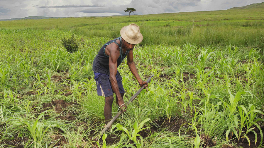 PPAAO-TOGO : À 95% d’exécution, plus de 600 000 bénéficiaires dans le secteur agricole