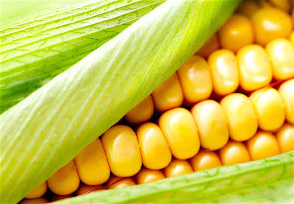 Togo: ANSAT purchases 15 tons of corn to build a security stock