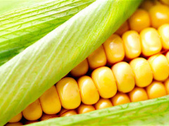 Togo: ANSAT purchases 15 tons of corn to build a security stock