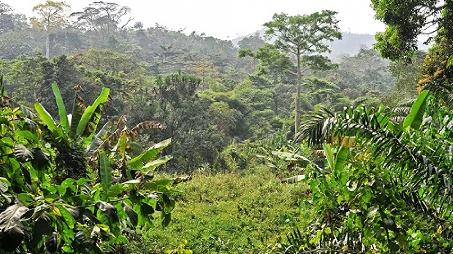 Togo : l’Office de Développement et d’Exploitation des Forêts (ODEF) s’ouvre au public les 05, 06 et 07 juin