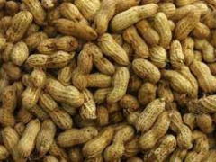 New peanut varieties introduced in Togo