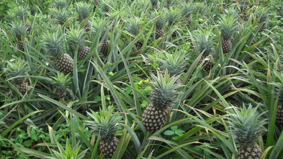 Les exportations d’ananas ont rapporté 1,5 milliard en 2018