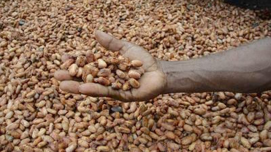 Togo : De 2014 à 2017, le Programme d’Appui au Secteur Agricole a généré plus de 45 000 hectares de caféières et de cacaoyères