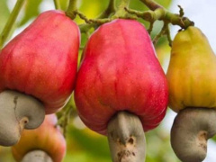 Togo: Cashew output expected to pass 40,000 tons in 2023