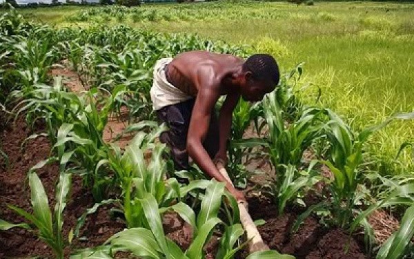 Développement du secteur Agricole: Faure Gnassingbé dévoile son “Plan Marshall”