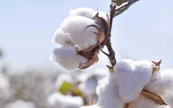 Cotton: Export revenues up 27% in 2017