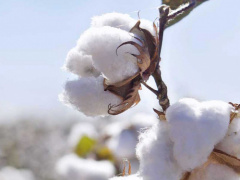 Cotton: Export revenues up 27% in 2017