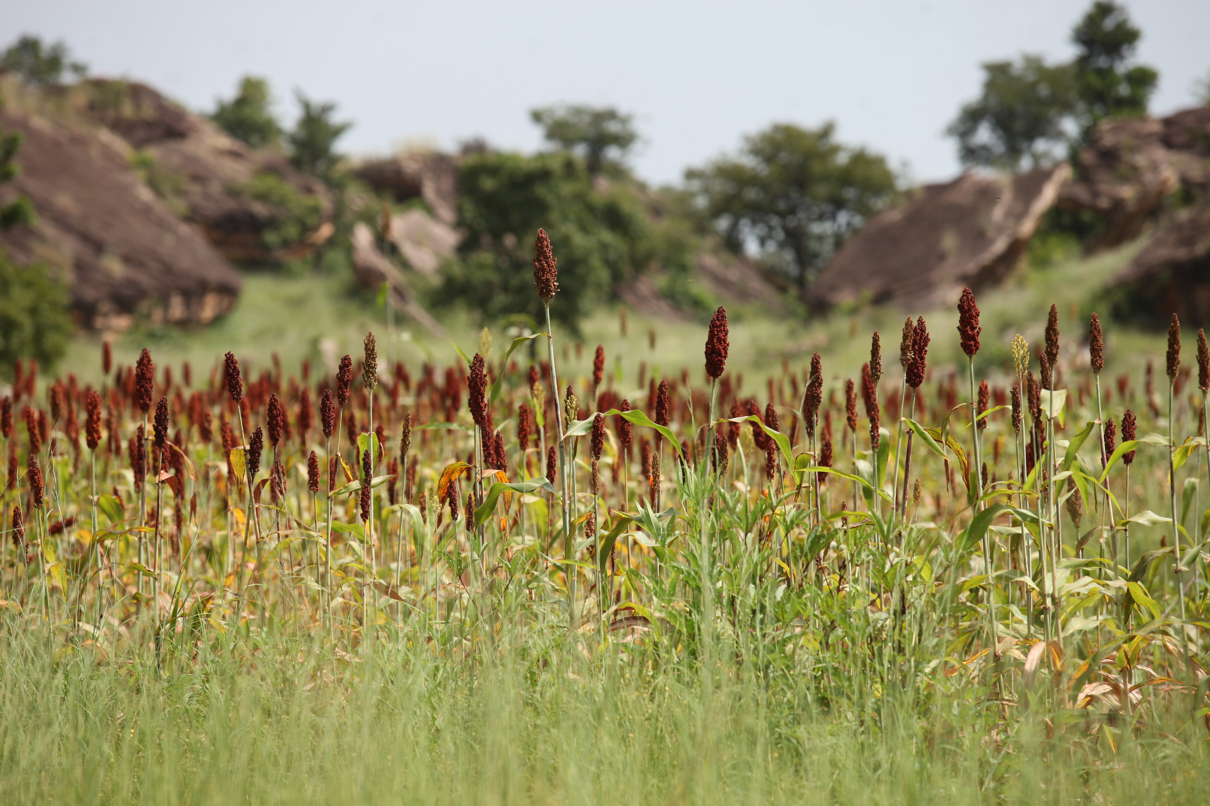 Rétrospective : les principales actualités agricoles au Togo en 2024