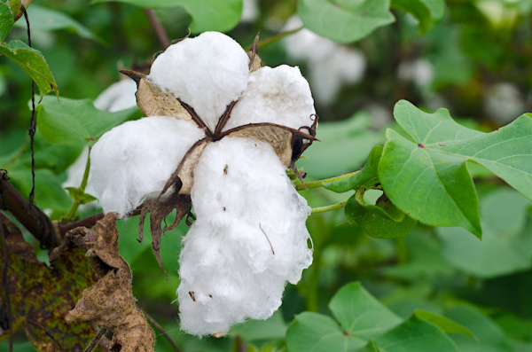 Production cotonnière : le Togo met le cap sur 200 000 tonnes à l’horizon 2022