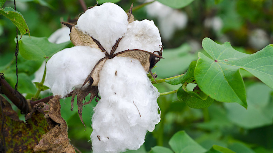 Production cotonnière : le Togo met le cap sur 200 000 tonnes à l’horizon 2022