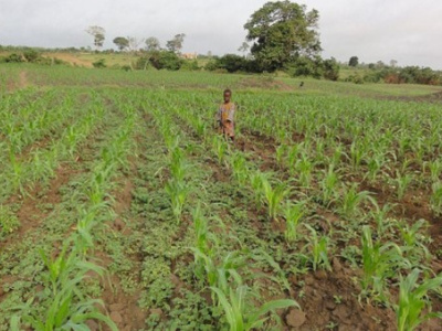 togo-3-5-milliards-fcfa-de-la-coree-du-sud-pour-l-agriculture-et-l-environnement