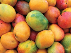 Mango production in Togo: Latest figures show improved production